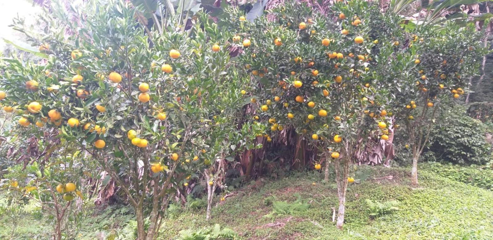 Fazenda Piloes Villa Petrópolis Eksteriør bilde