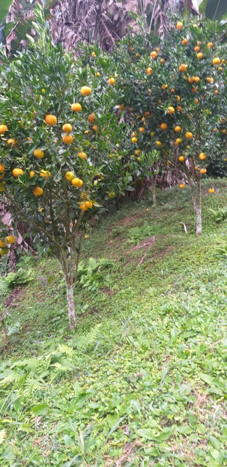 Fazenda Piloes Villa Petrópolis Eksteriør bilde