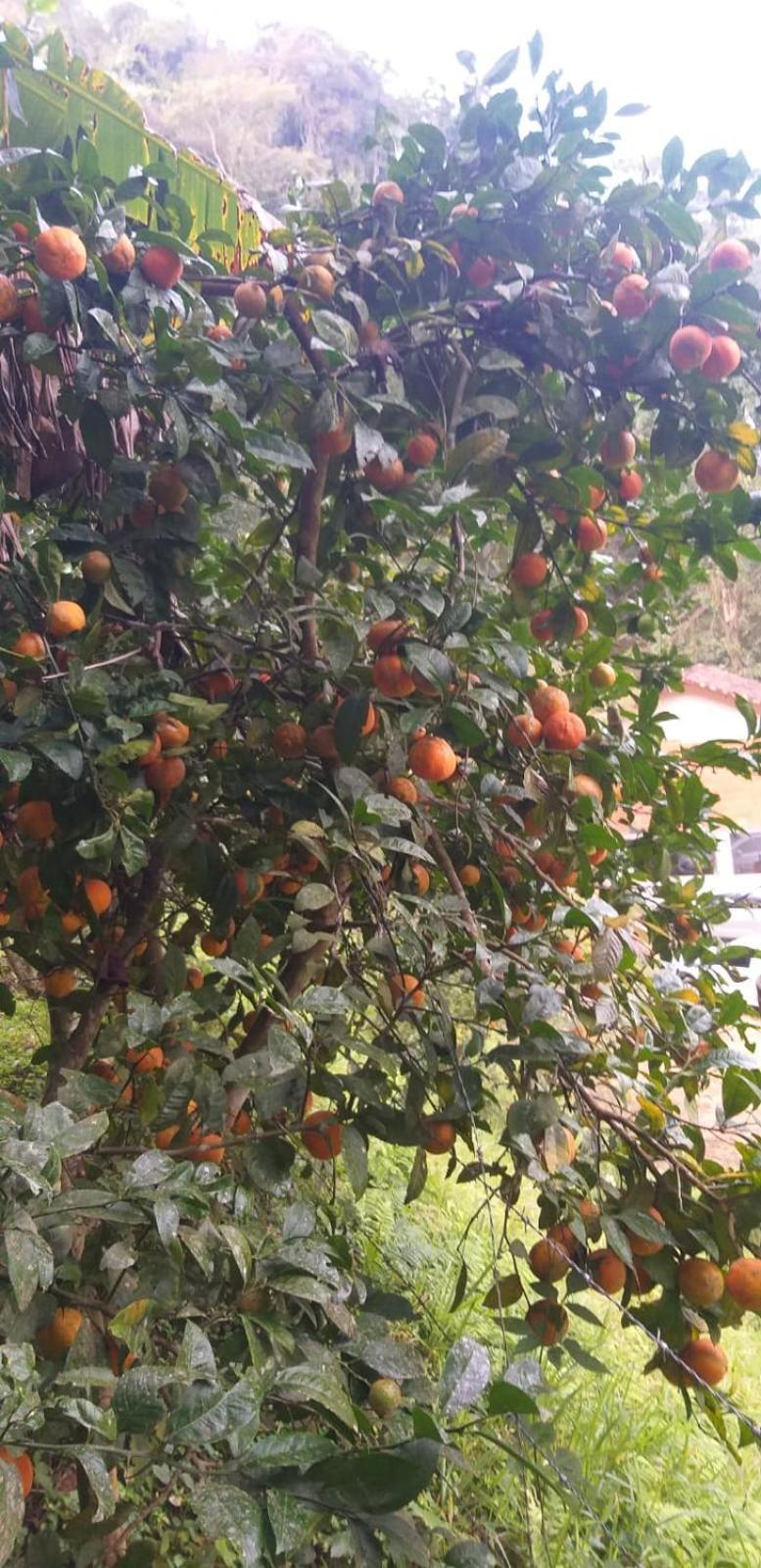 Fazenda Piloes Villa Petrópolis Eksteriør bilde