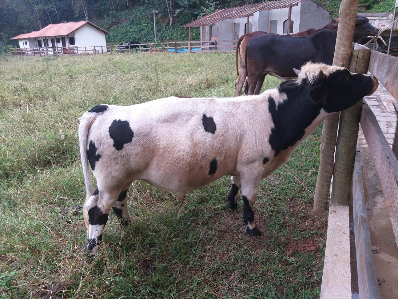 Fazenda Piloes Villa Petrópolis Eksteriør bilde