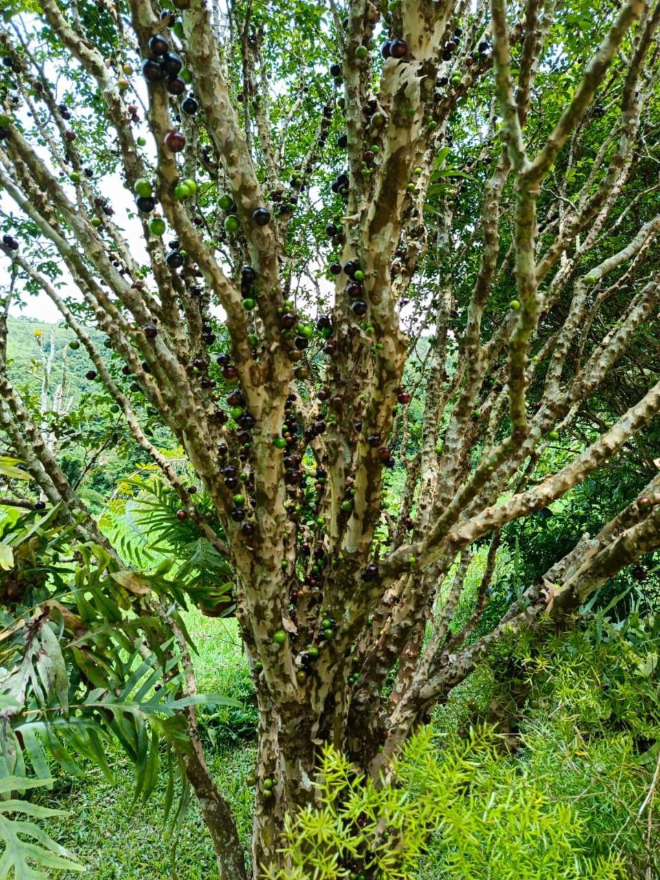 Fazenda Piloes Villa Petrópolis Eksteriør bilde